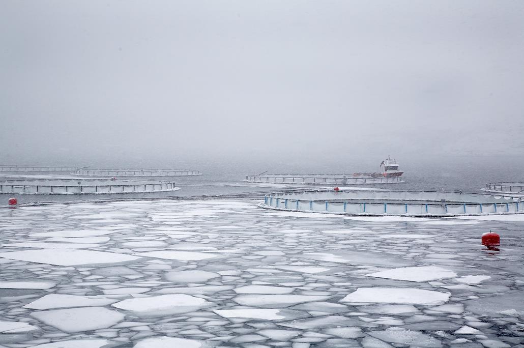 Asc Certified Salmon Available In Japan Frozen Food Europe