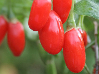 IQF Goji Berries: a New Business Opportunity