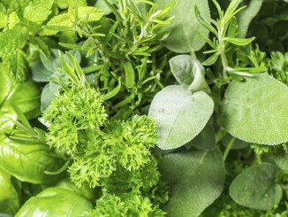 IQF Herbs – A Growing Trend