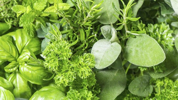 IQF Herbs A Growing Trend